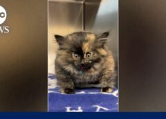Shelter rescues kitten who appeared inflated like a balloon